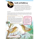 Prehistoria Dinozaury Ptaki