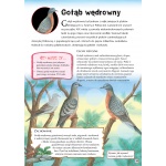 Prehistoria Dinozaury Ptaki